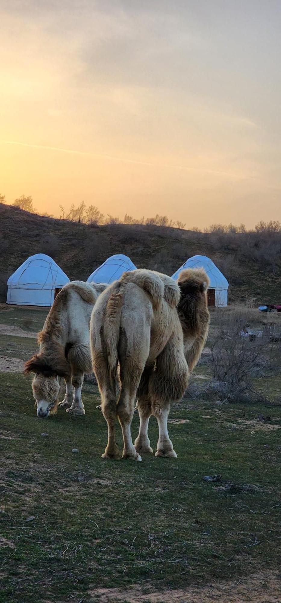 Kyzylkum Nights Camp & Family Yurt Hotel Nurota Luaran gambar
